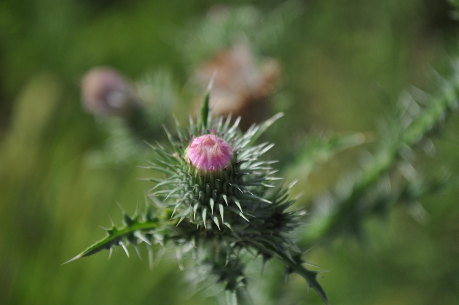 palha, pajonal, flor, flores, natureza, selvagem, P12062014