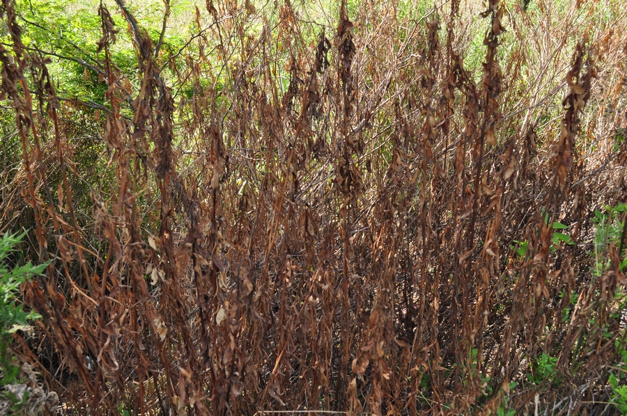 palha, seca, vista frontal, fora, dia, natureza, floresta, P12062014