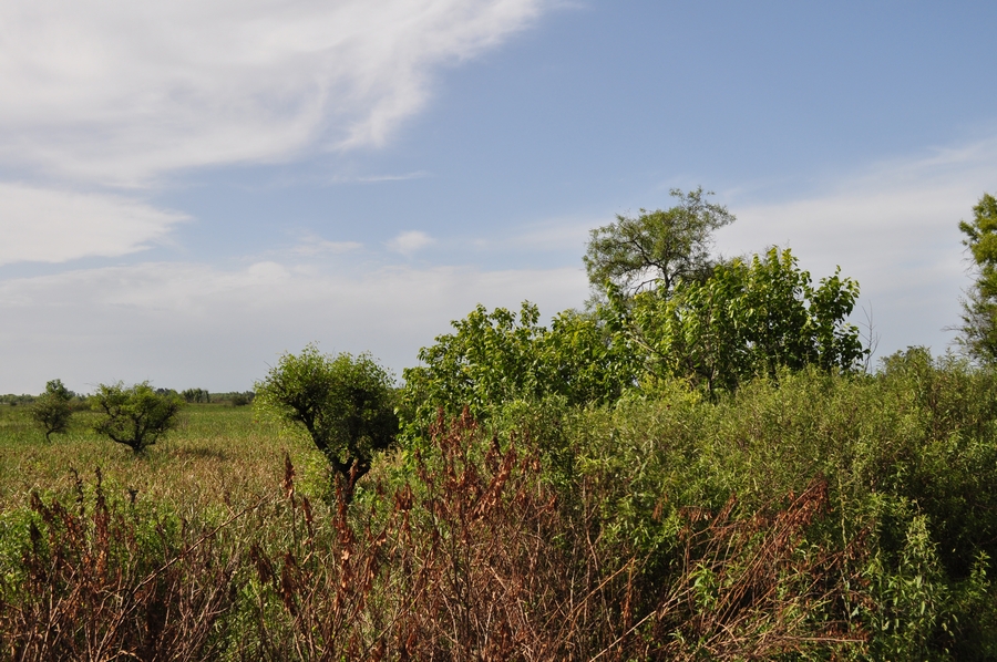 palha, seca, vista frontal, fora, dia, natureza, floresta, P12062014