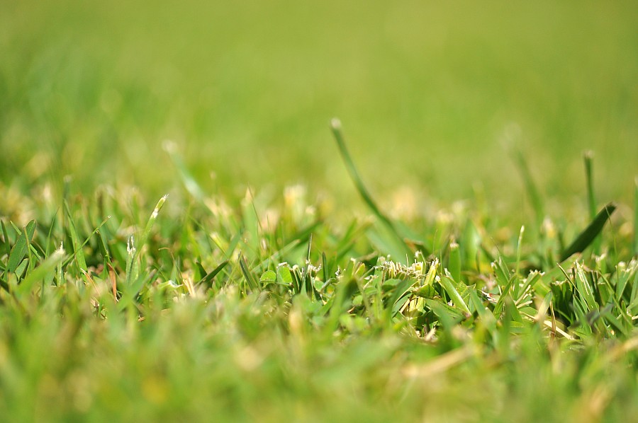 antecedentes, antecedentes, gramíneas, verdes, texture, P052014, Freejpg