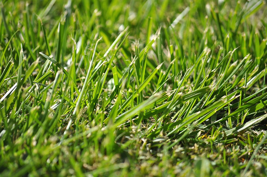 antecedentes, antecedentes, gramíneas, verdes, texture, P052014, Freejpg