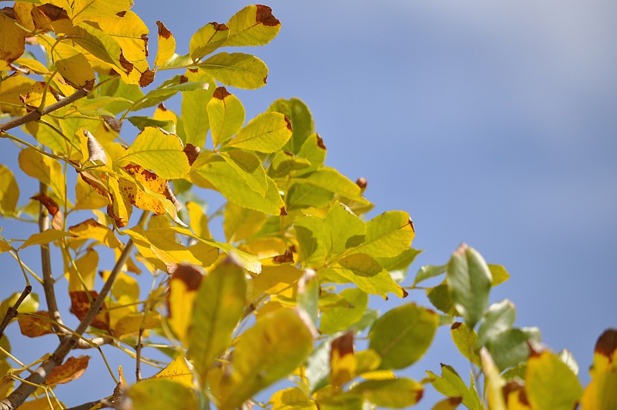 fundo, fundo, folhas, natureza, outono, p052014, Freejpg