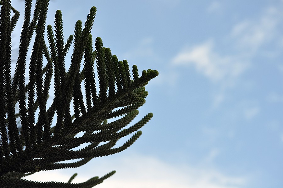 fundo, fundo, folhas, natureza, outono, p052014, Freejpg