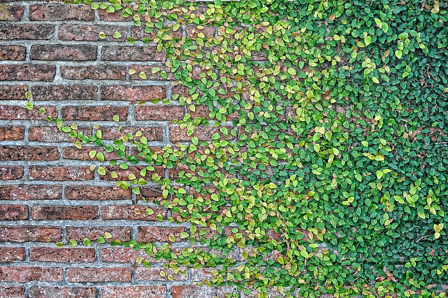 Plano de fundo, Plano de fundo, Tijolo, Paredões, Parede, Folhas, Verde, Trepadeira, P052014, Freejpg