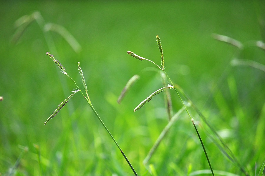 Fundo, fundo, verde, natureza, capim, p052014, Freejpg