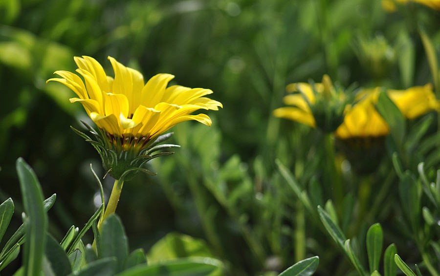 fundo, fundo, flores, flores, natureza, amarelo, verde, p052014, Freejpg