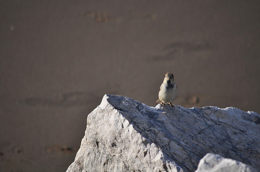 Pássaro, Praia, Rocha, Pássaro, P052014, Freejpg